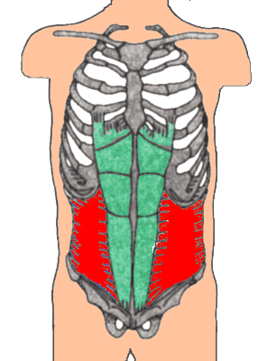 Querer Bauchmuskel: M. transversus abdominis